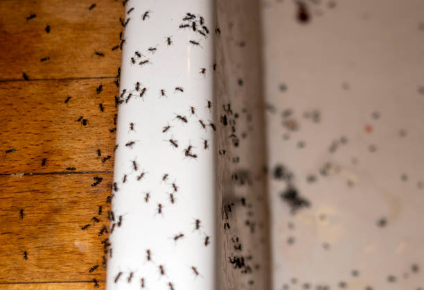Flea Control Services in Nettleton, MS